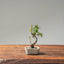 Texas Cedar Elm Bonsai 1115 - Bonsaify