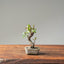 Texas Cedar Elm Bonsai 1115 - Bonsaify
