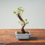 Texas Cedar Elm Bonsai 814 - Bonsaify