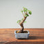 Texas Cedar Elm Bonsai 814 - Bonsaify