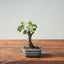 Texas Cedar Elm Bonsai 815 - Bonsaify