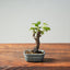 Texas Cedar Elm Bonsai 815 - Bonsaify