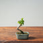 Texas Cedar Elm Bonsai 816 - Bonsaify