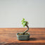 Texas Cedar Elm Bonsai 816 - Bonsaify