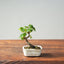 Texas Cedar Elm Bonsai 817 - Bonsaify