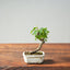 Texas Cedar Elm Bonsai 817 - Bonsaify