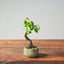 Texas Cedar Elm Bonsai 818 - Bonsaify