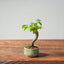 Texas Cedar Elm Bonsai 818 - Bonsaify