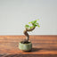 Texas Cedar Elm Bonsai 821 - Bonsaify