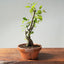 Texas Cedar Elm Bonsai 824 - Bonsaify