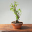 Texas Cedar Elm Bonsai 824 - Bonsaify