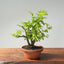 Texas Cedar Elm Bonsai 825 - Bonsaify