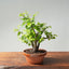 Texas Cedar Elm Bonsai 825 - Bonsaify