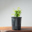 Texas Cedar Elm Bonsai 974 - Bonsaify
