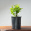 Texas Cedar Elm Bonsai 976 - Bonsaify
