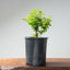 Texas Cedar Elm Bonsai 976 - Bonsaify