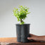 Texas Cedar Elm Bonsai 976 - Bonsaify