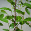 Texas Cedar Elm Starter - Bonsaify