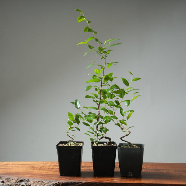 Texas Cedar Elm Starter - Bonsaify