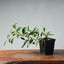 Tiger Bark Ficus Starters - Bonsaify