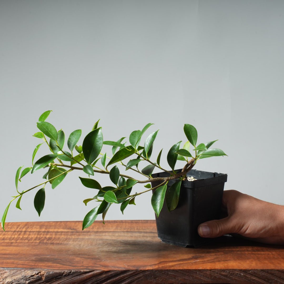 tiger bark ficus bonsai tree Bonsaify