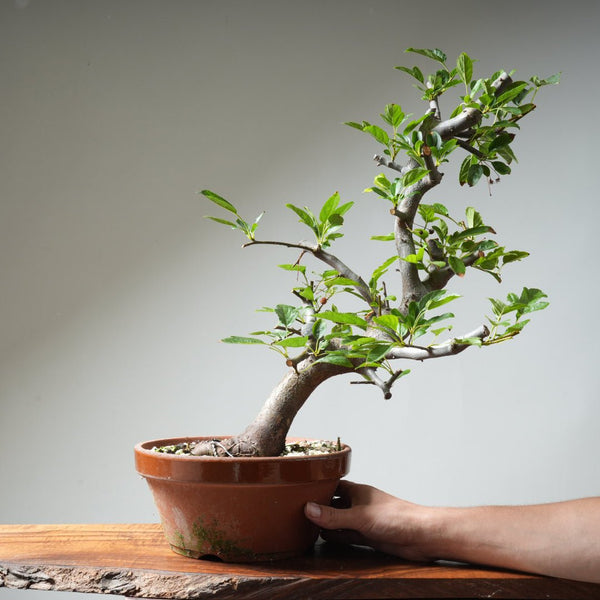 Toringo Crabapple Bonsai 353 - Bonsaify