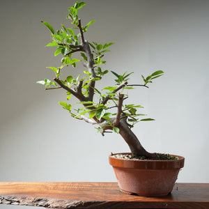 Toringo Crabapple Bonsai 353 - Bonsaify