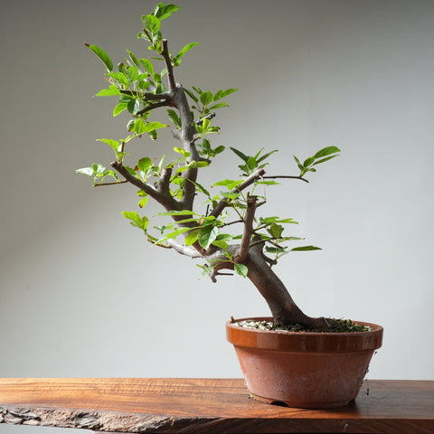 Toringo Crabapple Bonsai 353 - Bonsaify