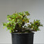 Toringo Crabapple Bonsai 486 - Bonsaify