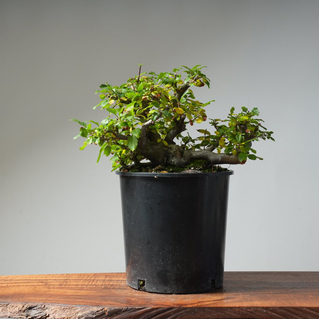 Toringo Crabapple Bonsai 486 - Bonsaify