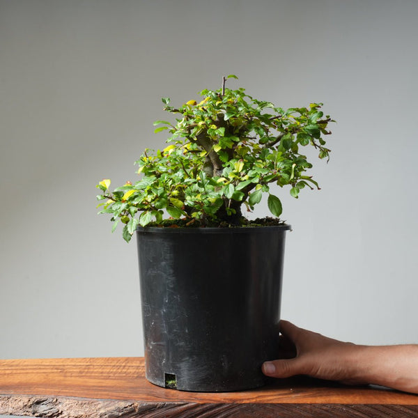 Toringo Crabapple Bonsai 486 - Bonsaify