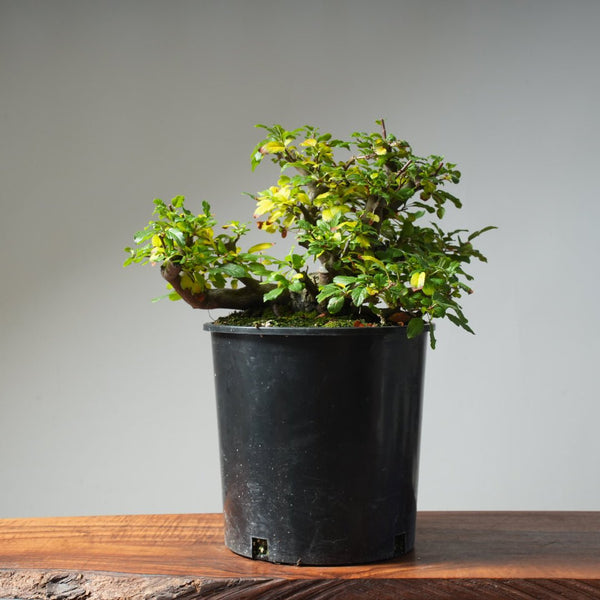 Toringo Crabapple Bonsai 486 - Bonsaify