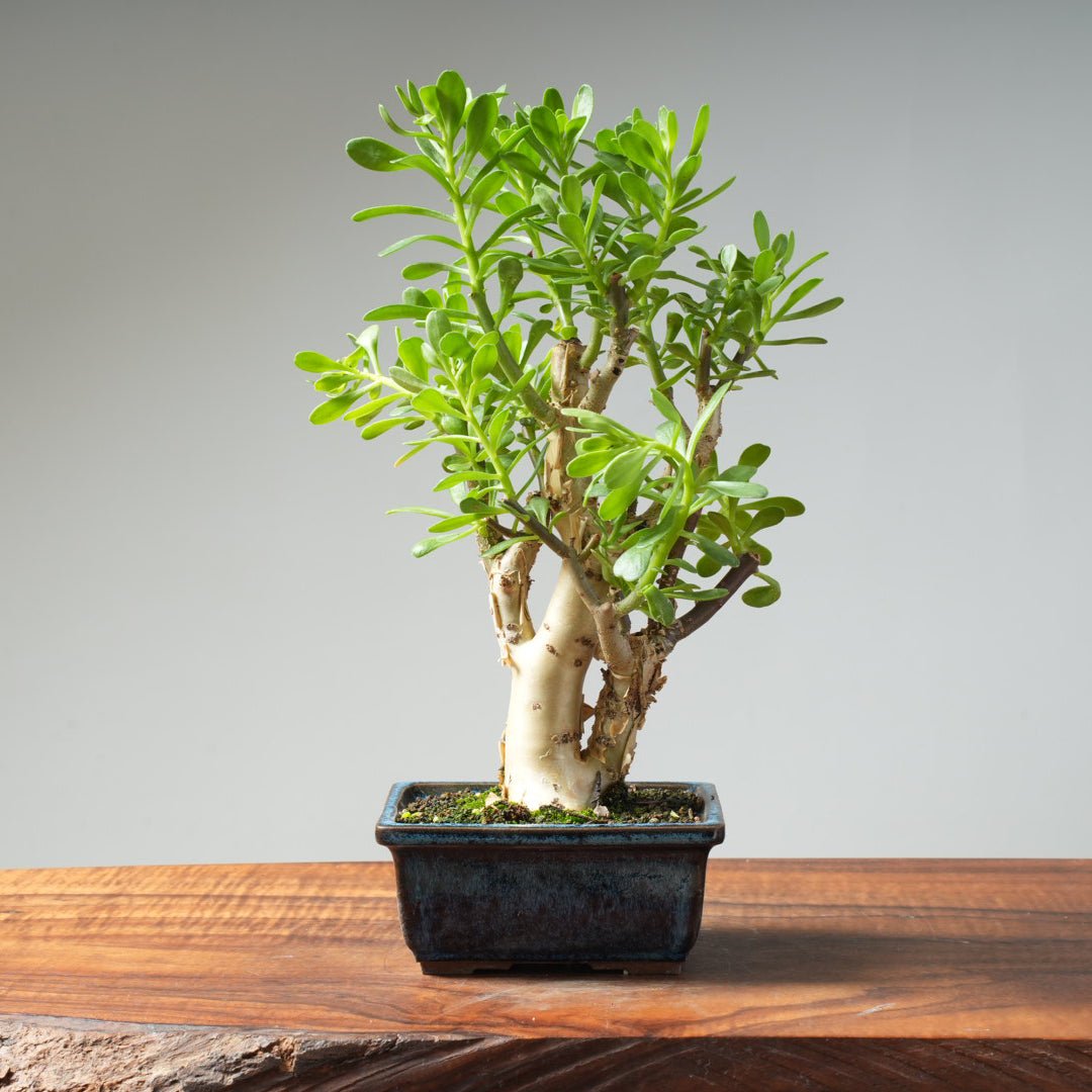 果菜 #Seven Forest Project Seven Forests - Chinese Herbal Tablets | AcuAtlanta.net