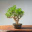 Tree Sedum Bonsai 475 - Bonsaify