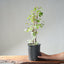 Trident Maple Clump Bonsai #1272 - Bonsaify