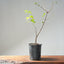 Trident Maple Clump Bonsai #1275 - Bonsaify