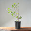 Trident Maple Clump Bonsai #1276 - Bonsaify