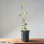 Trident Maple Clump Bonsai #1277 - Bonsaify