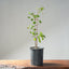 Trident Maple Clump Bonsai #1278 - Bonsaify