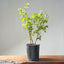 Trident Maple Clump Bonsai #1279 - Bonsaify