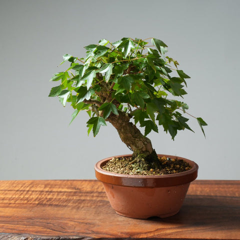 Trident Maple Pre - Bonsai #234 - Bonsaify