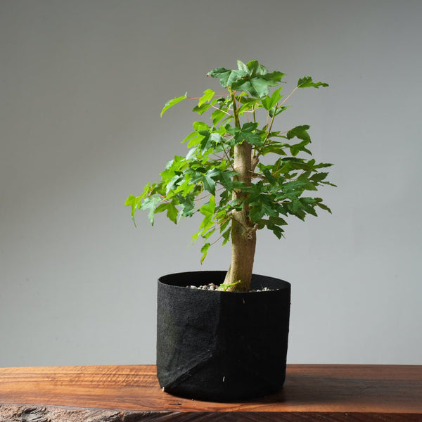 Trident Maple Pre - Bonsai #237 - Bonsaify