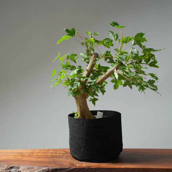 Trident Maple Pre - Bonsai #237 - Bonsaify