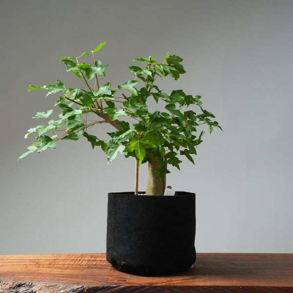 Trident Maple Pre - Bonsai #237 - Bonsaify