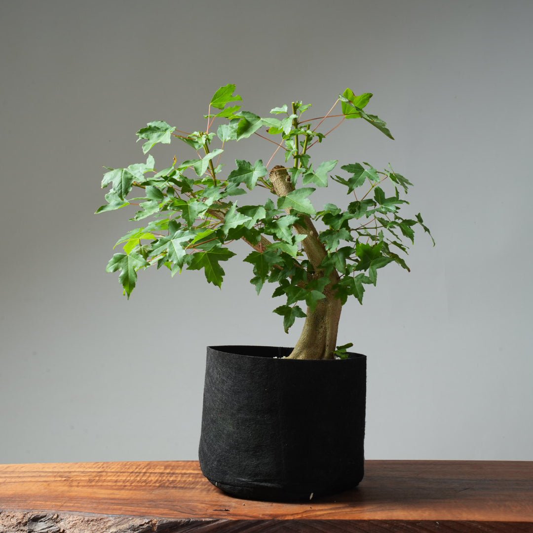 Trident Maple Pre - Bonsai #237 - Bonsaify
