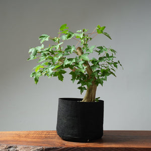 Trident Maple Pre - Bonsai #237 - Bonsaify