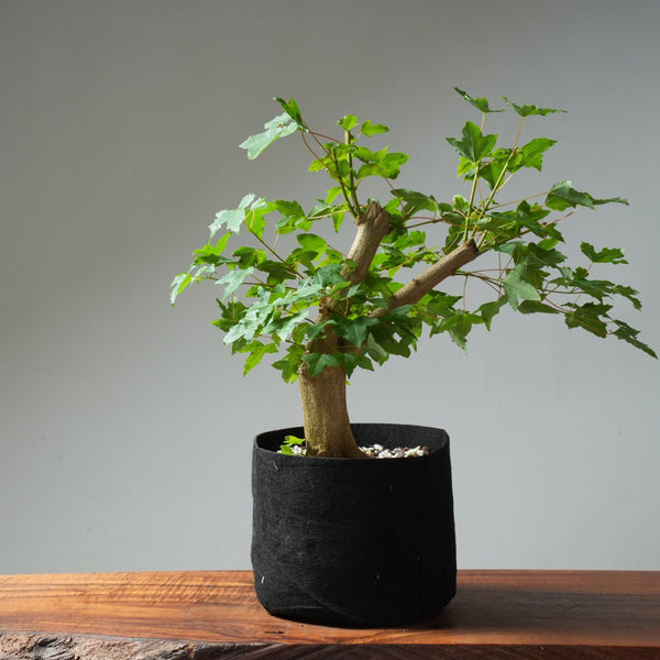 Trident Maple Pre - Bonsai #237 - Bonsaify