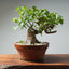 Trident Maple Pre - Bonsai 305 - Bonsaify