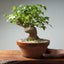 Trident Maple Pre - Bonsai 305 - Bonsaify