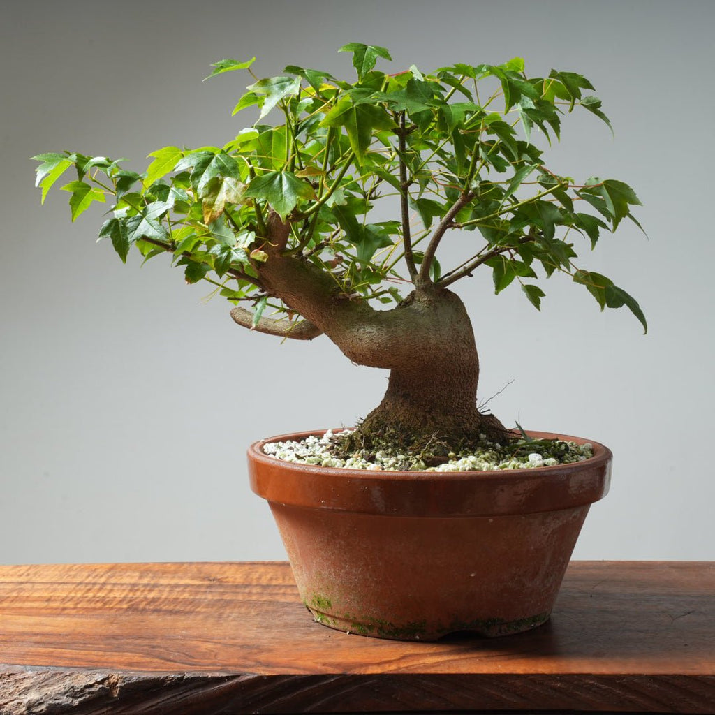 Trident Maple Pre - Bonsai 305 - Bonsaify